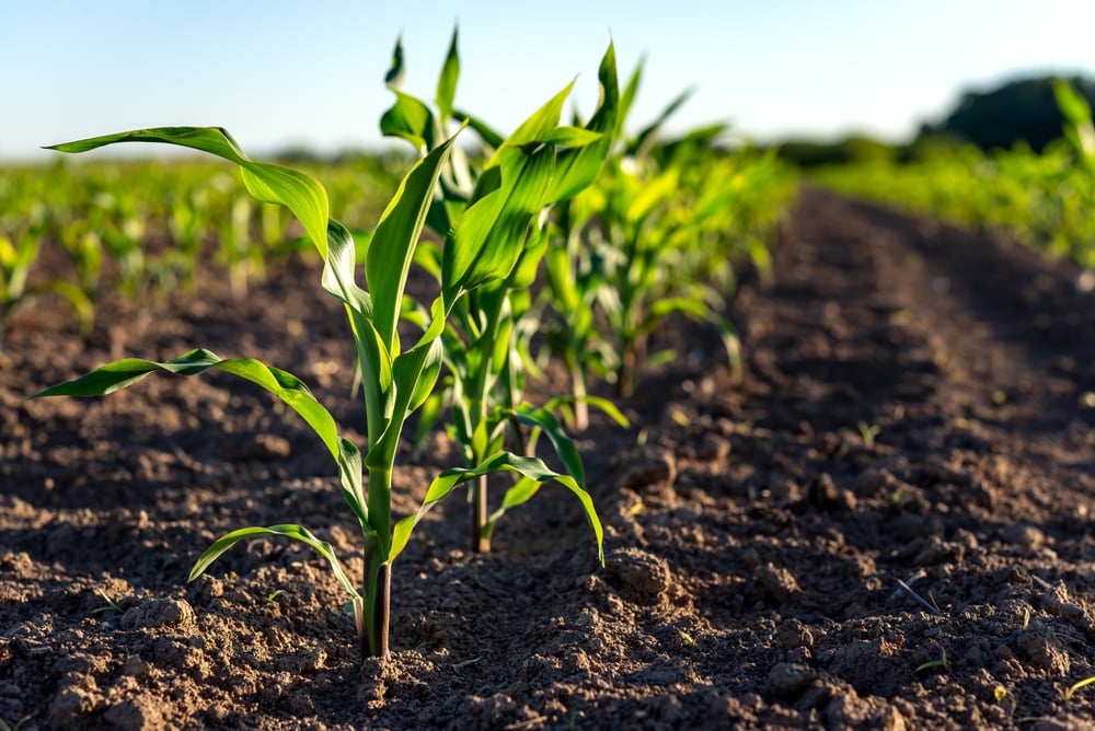 crops